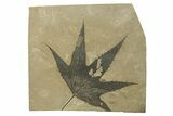 Fossil Sycamore (Macginitiea) Leaf - Utah #282538-1